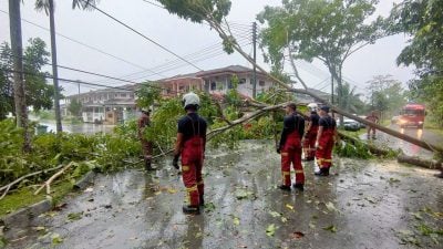 倒树压电缆轿车挡路 警消疲于奔命