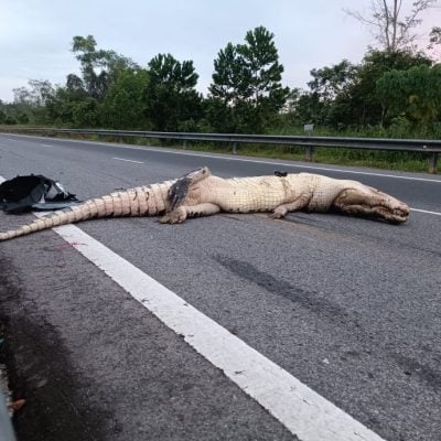 巨鳄高速公路遭撞毙 . 车轮脱落 安全气囊爆开