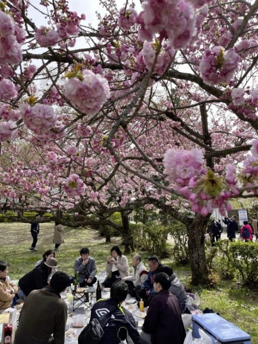 【日本】日本东北追樱之旅：带你走进奥入濑溪流中