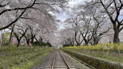 【日本】日本东北追樱之旅：带你走进奥入濑溪流中