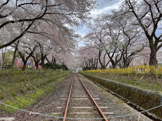 【日本】日本东北追樱之旅：带你走进奥入濑溪流中