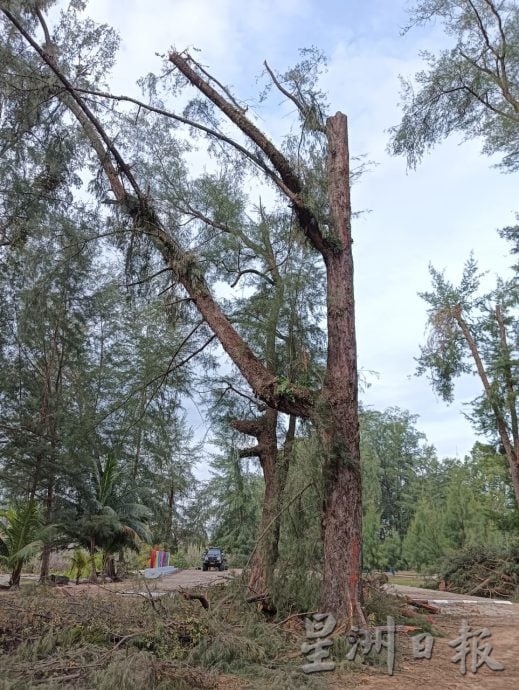 东：关丹市政厅在雨季时，开展砍树行动，助力防灾减灾与生态修复。