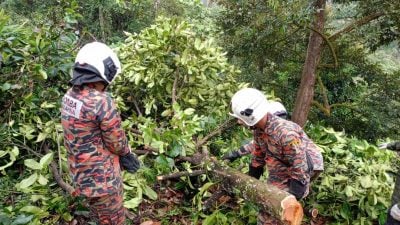 华裔老年人被山竹树压中死亡