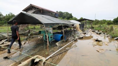 農民：沒想到水災提前  水淹 玉米 羊角豆園 損失逾2萬