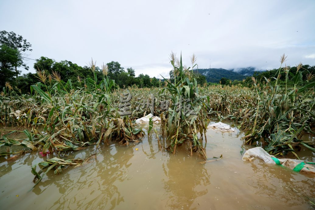 东：洪水淹没玉米和羊角豆园，农民蒙受超过2万令吉损失。