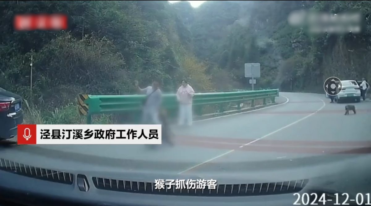 女游客下车 拍照遭猴子咬伤