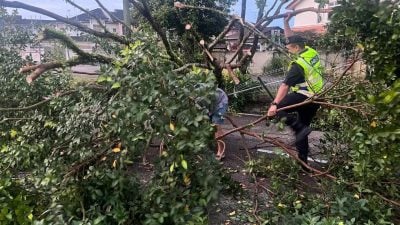 树倒道路受阻  警民合力移除