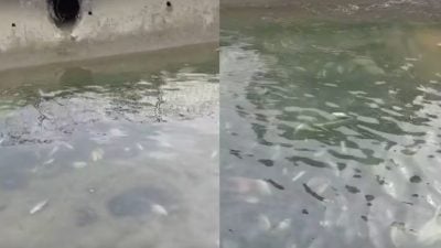 水渠现近200条死鱼  狮城环境局：或海水流入盐度过高所致