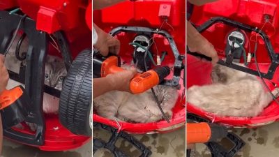 猫咪被困玩具车 狮城好心大叔用电钻救出