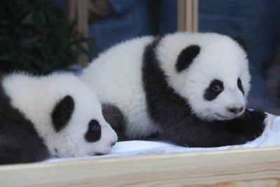 旅德大熊猫双胞胎幼崽满百日 定名“梦好”及“梦甜”