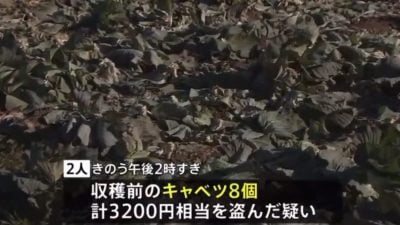 日本爆盗菜案3200颗包菜不翼而飞 2中国男被捕