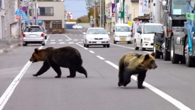 日本野熊闯民宅取暖  政府拟放宽射杀条件