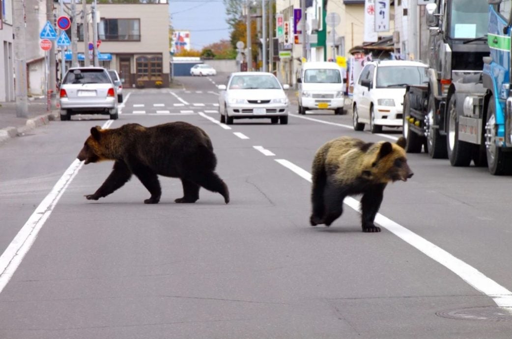 日本野熊闯民宅取暖 政府拟放宽射杀条件