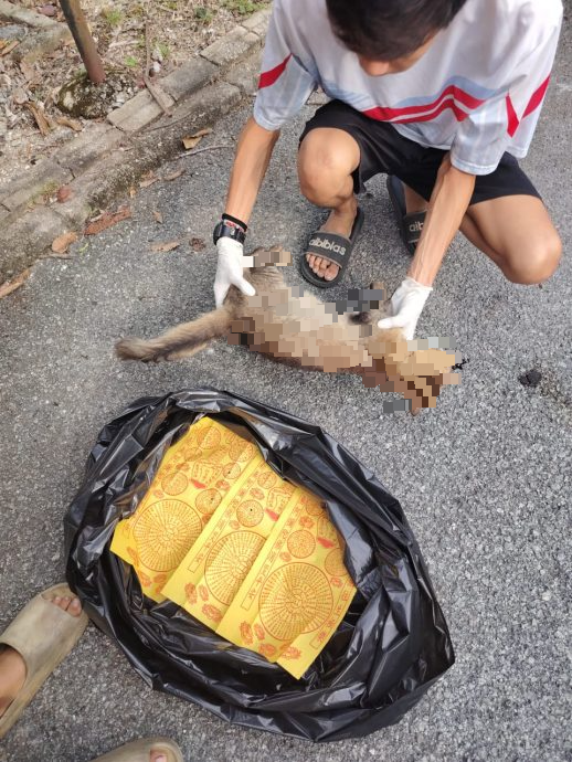 (暖势力）义工冒着生命危险处理流浪狗猫尸体，盼小生命有尊严离去