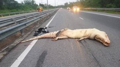 爬上高速大道 电动车撞死大鳄鱼