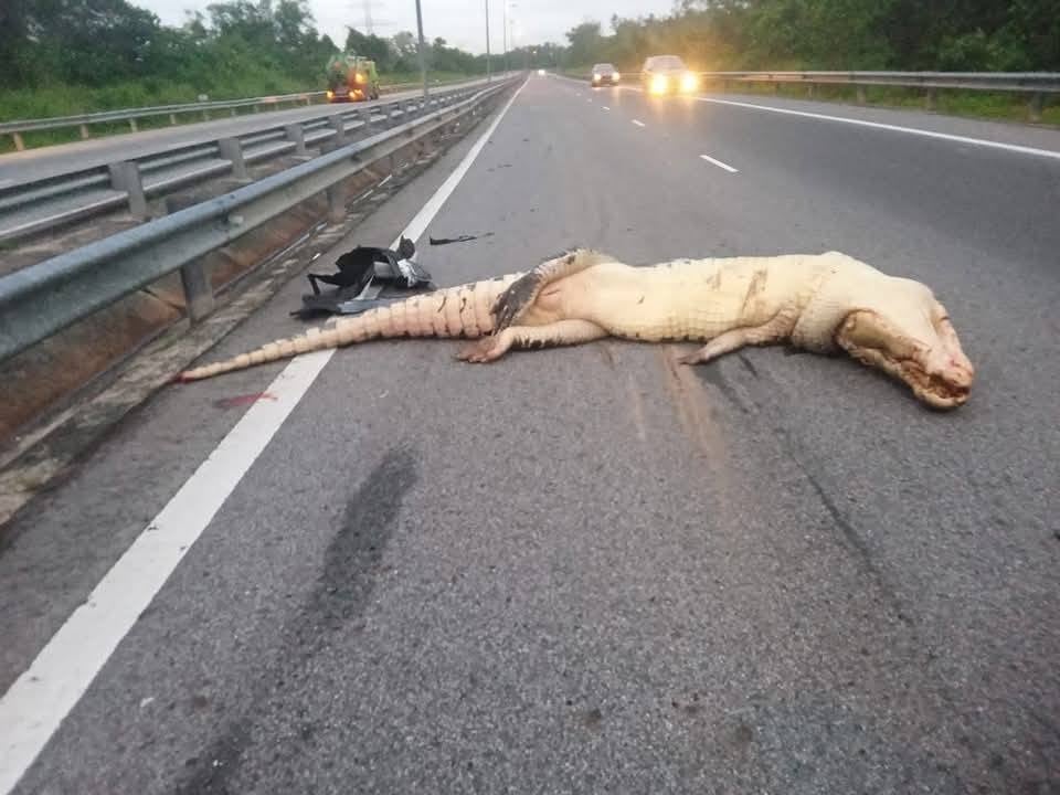 爬上高速大道 电动车撞死大鳄鱼