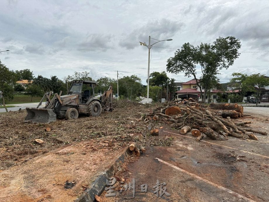 砍也骂，不砍也骂！市政厅接投诉砍树 却有居民反对 致工程1天变3天 仍未完工