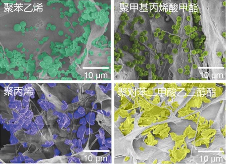 绿量无穷 | 去除率达99.8％  新型海绵可吸水中微塑//主//头