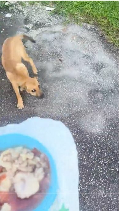 视频|不忍流浪狗挨饿每日喂食 巫裔女呼吁关爱浪浪