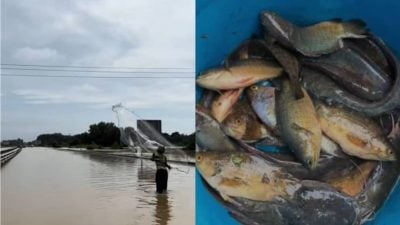 视频 | 河水泛滥现“临时鱼池”  居民竟在高速大道捕鱼！