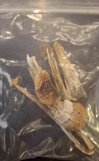 误吃假迷幻磨菇 英游客清迈丧命