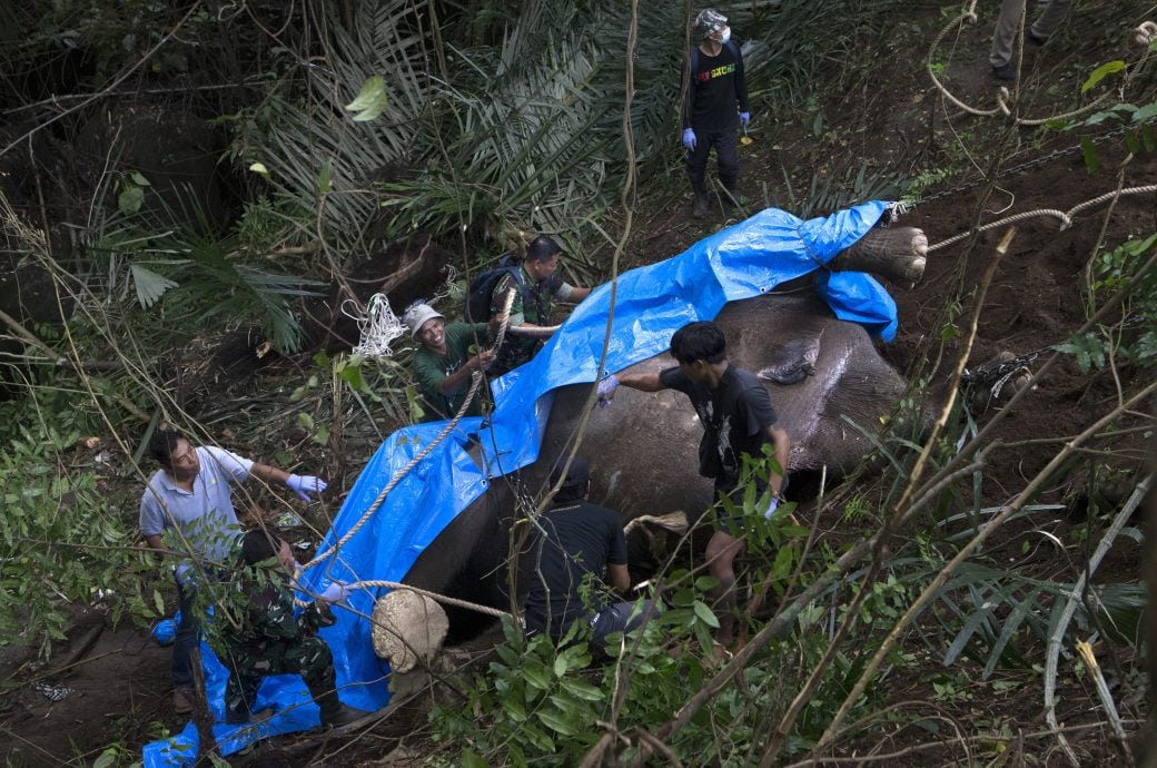 过河遭急流冲走 峇厘岛动物园母象身亡