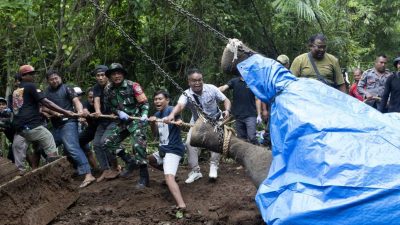 过河遭急流冲走 峇厘岛动物园母象身亡