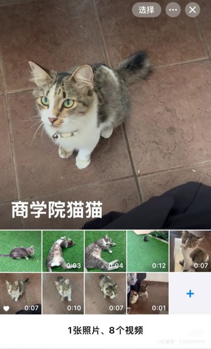 马大现两起残忍虐猫事件 四肢尾巴被切开膛剖肚