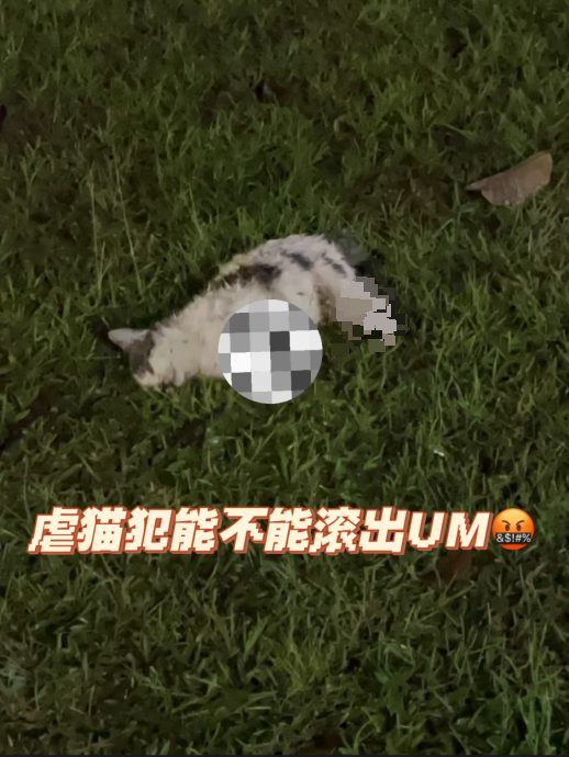 马大现两起残忍虐猫事件 四肢尾巴被切开膛剖肚