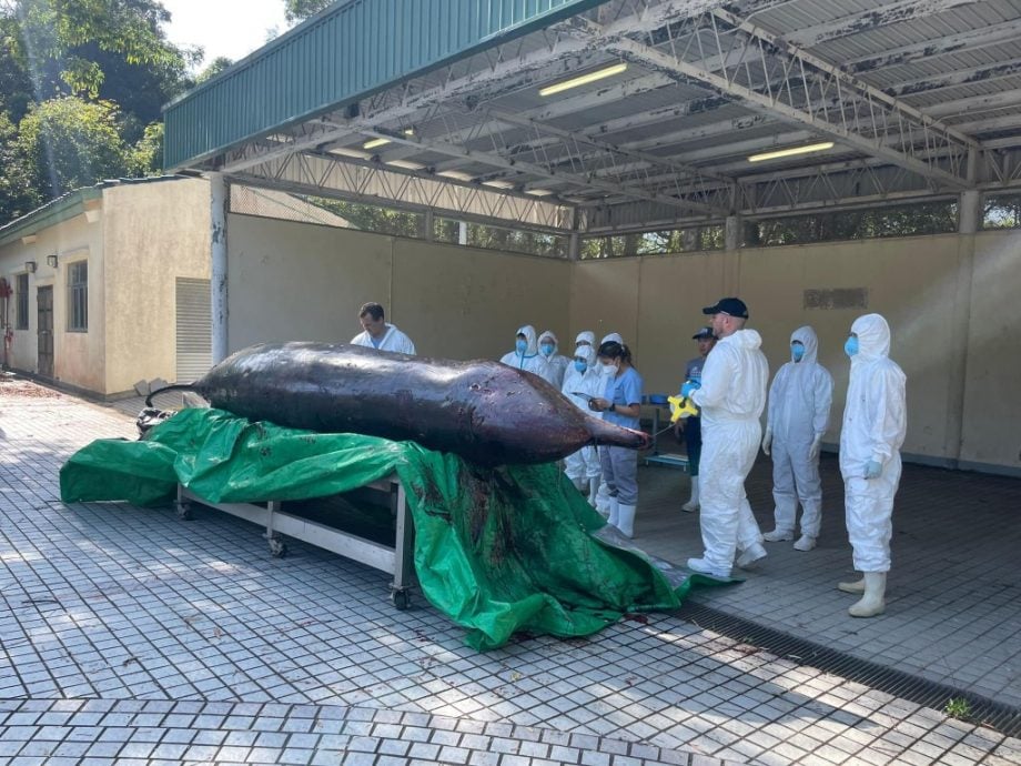 鲸鱼搁浅港海滩死亡 消化系统发现大帆布袋