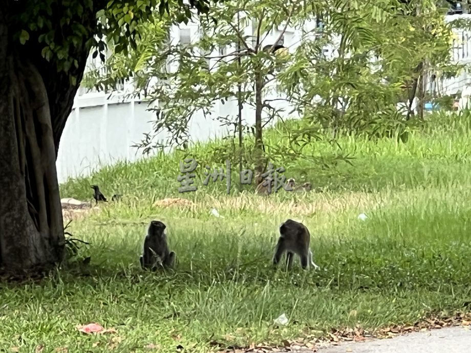 （古城封面主文）峇株安南伯乐镇成“猴子镇”