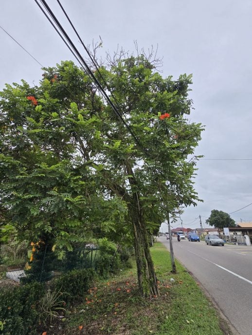 （古城第四版主文）树挡视线 减速线模糊 车速快 丹绒米雅新村路口3百米路段车祸频传 