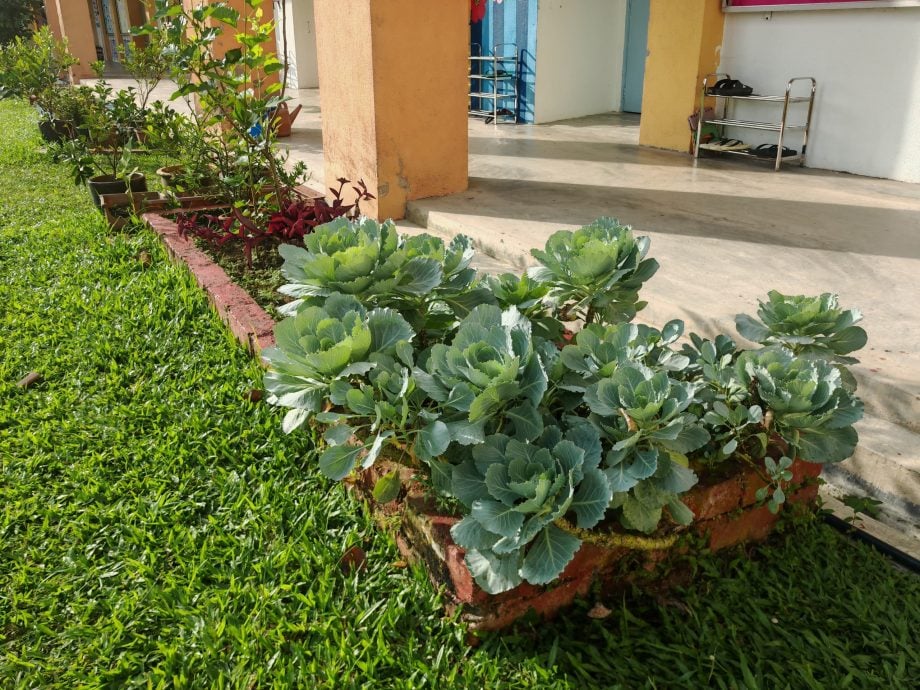 （古城第四版主文）马接翁武小学善用空地，种植美化植物外也种植各种水果