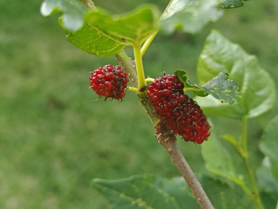 （古城第四版主文）马接翁武小学善用空地，种植美化植物外也种植各种水果