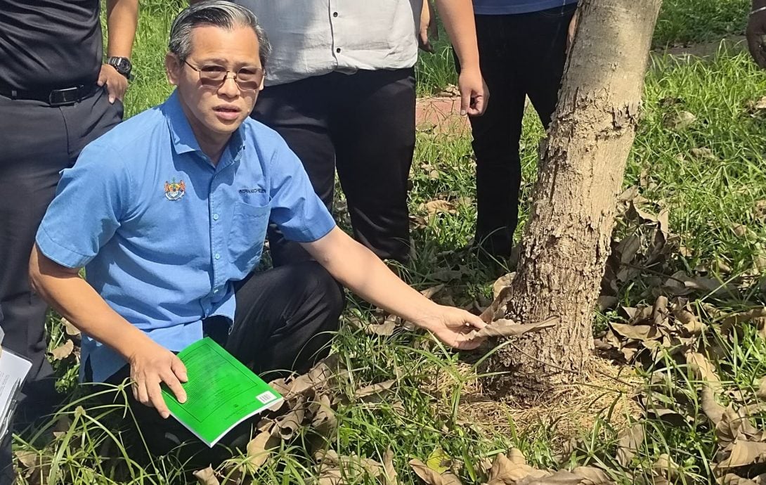 （大北马）大山脚莲花池河畔公园50风铃木被毒死，威省市厅要揪出“凶手”