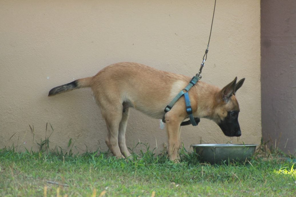 训犬路上并肩作战的夫妻档