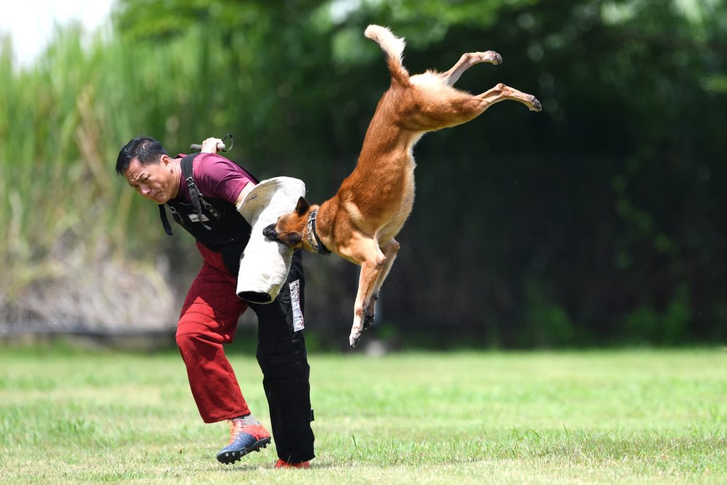 训犬路上并肩作战的夫妻档