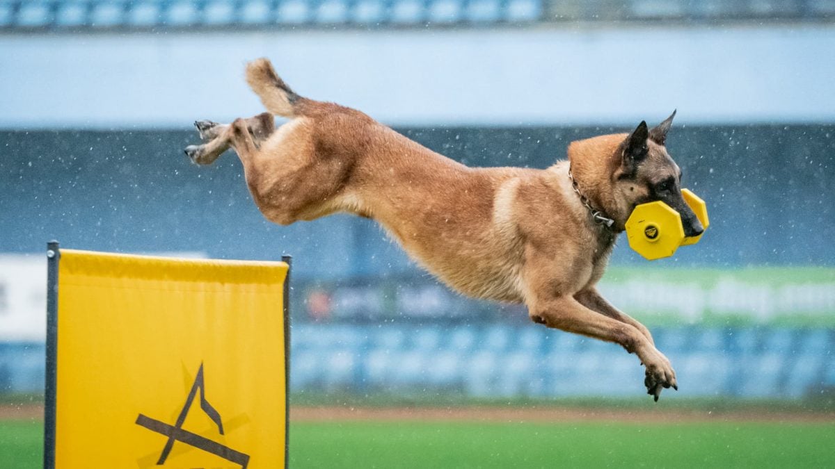 训犬路上并肩作战的夫妻档