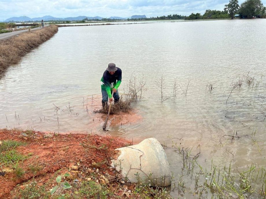 （大北马）连绵雨致30天稻秧被水淹，稻农：重新插秧需22天延迟收成