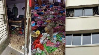 19只弃养猫死了五只 屋内屎尿满地屋主失联