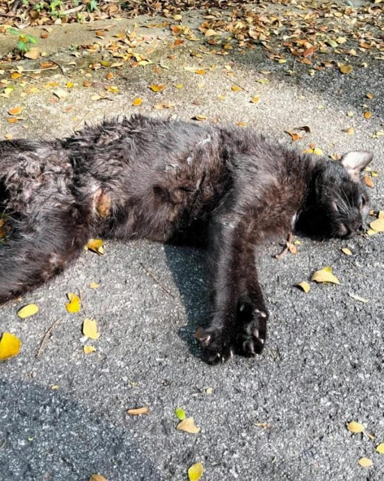 （已签发）柔：狮城二三事：​鸽鼠抢食 野狗攻击 女骑师吁领养幸存猫