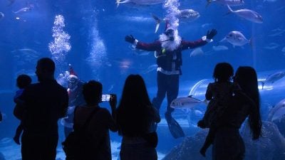 巴西水族馆庆佳节 圣诞老人和鲨鱼共游