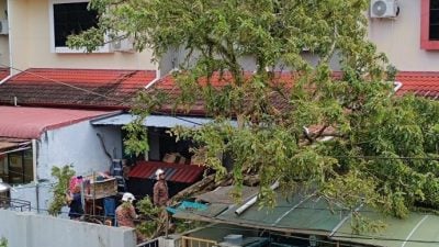 狂风暴雨袭住宅区．大树压屋顶扯断电缆