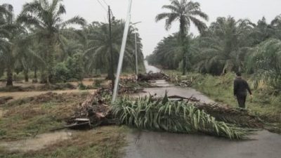 河水上涨淹油棕园   退水后树干挡路阻交通