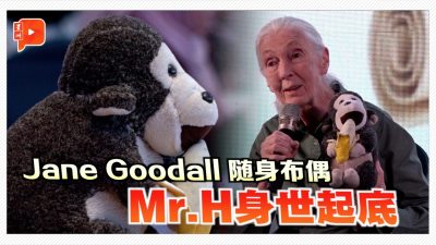 Jane Goodall猴布偶有激励故事 赠予者是盲人魔术师