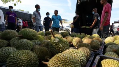 彭州議會 | 蘇菲：批總佔地3000公頃項目 彭獲200萬發展榴槤工業