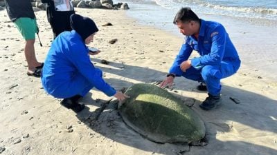 海龟受伤搁浅海滩 民防部队助回归大海