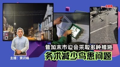 大柔佛三分钟 | 昔加末市议会采取多种措施，务求减少鸟患问题