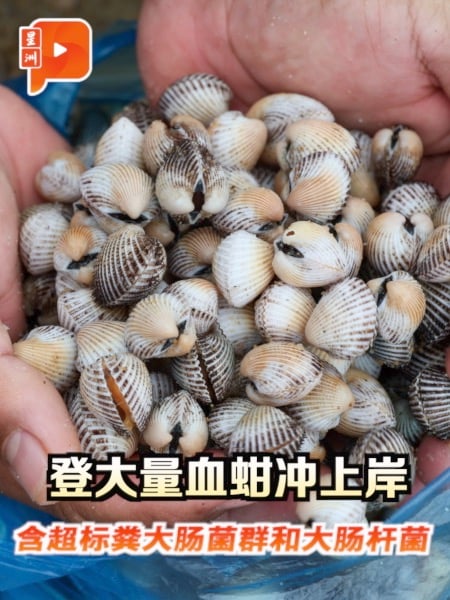 登冲上岸血蚶含超标病菌 专家：完全煮熟才能吃