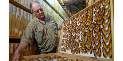 A butterfly collector in Africa with more than 4.2 million seeks to share them for the future